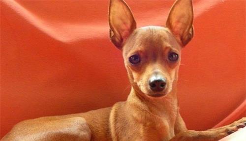 小鹿犬咳嗽处理方法大揭秘！（如何判断小鹿犬咳嗽病因？正确的治疗方法！）