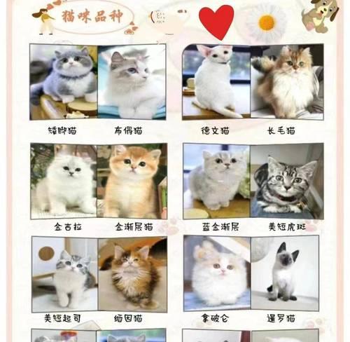 以比熊狗狗能否食用海鲜？（了解宠物的饮食习惯和安全问题）