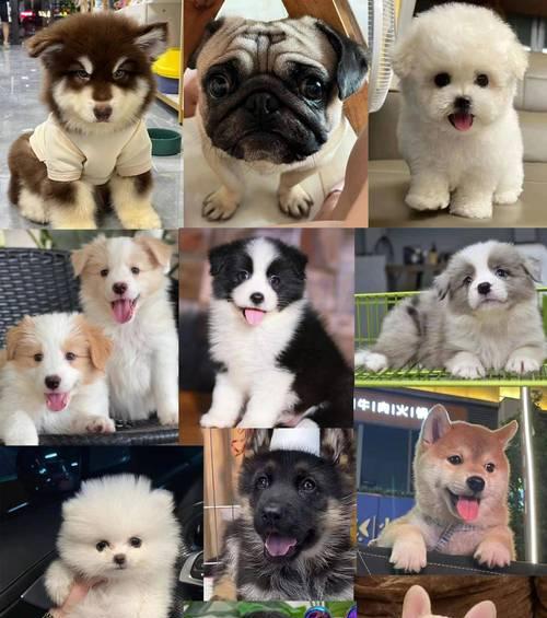 比熊幼犬的基本护理（宠物主人必知的15个基础知识）