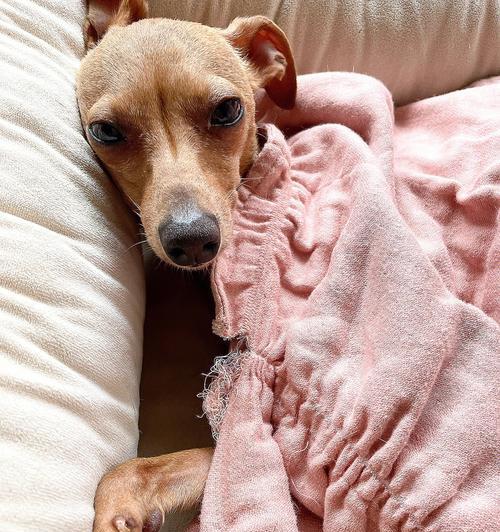格力犬吃多了呕吐应对指南（宠物健康小贴士，别让多吃惹麻烦）