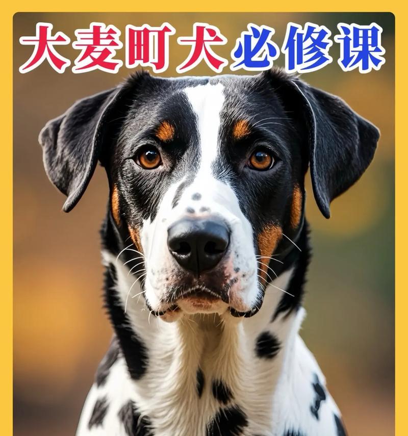 小时候的斑点狗养护指南（如何照顾你的宠物斑点狗？——以小时候的斑点狗为例）