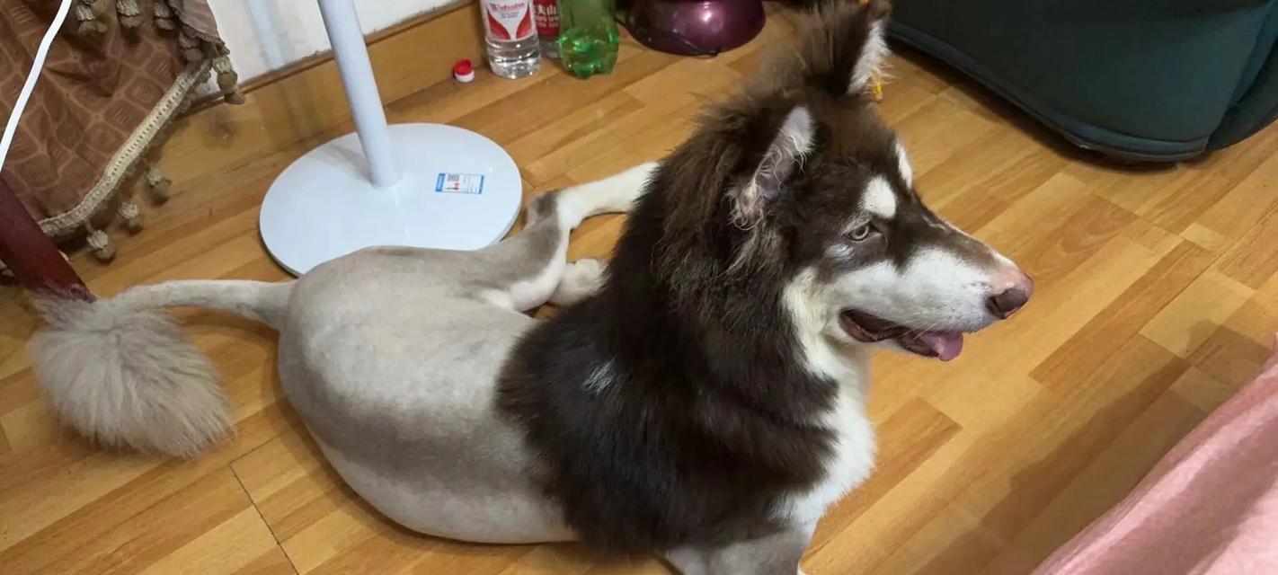 如何科学饲养阿拉斯加雪橇犬（全面解读阿拉斯加雪橇犬的养护知识，让你的毛孩健康快乐成长）