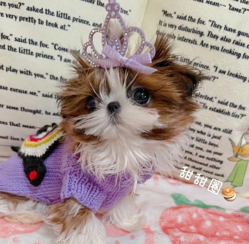 如何打扮你的西施犬，让它成为时尚宠物？（宠物美容，西施犬的时尚秘籍！）