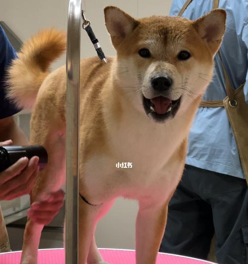 如何正确给你的柴犬狗狗洗澡（掌握这些步骤，让你的狗狗洗澡更加愉快舒适）