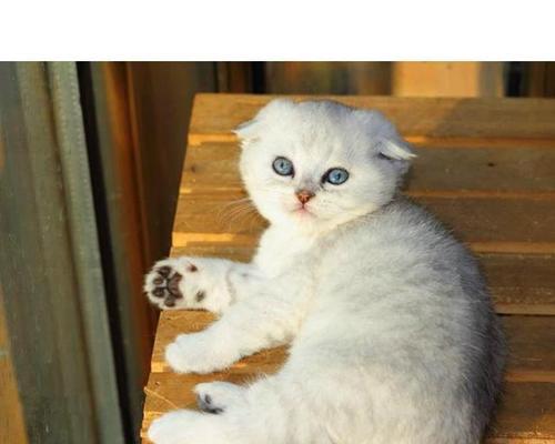 白色折耳猫幼猫的成长之路（探秘白色折耳猫幼猫的萌趣时刻）