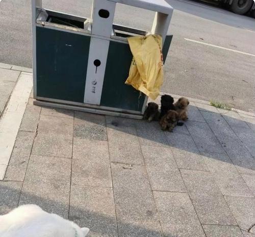 宠物狗如何避免翻垃圾（防止狗狗乱扔垃圾，从小事做起）
