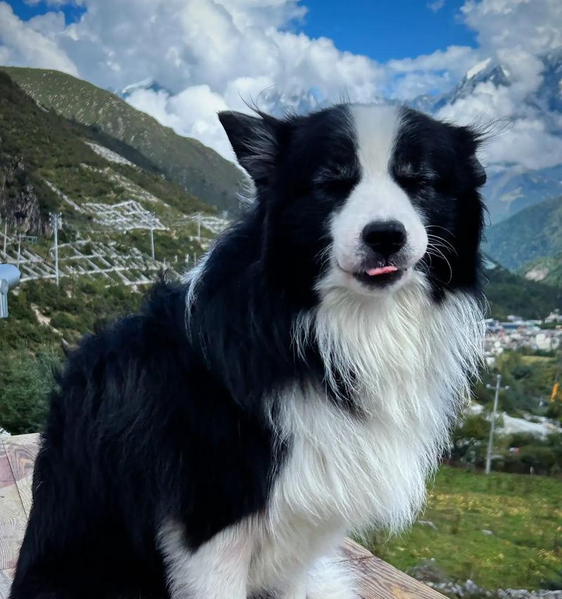 边牧暴躁变凶的原因与解决方法（宠物犬变态行为的成因分析与对策）