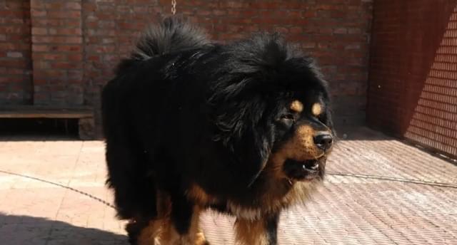 藏獒能否适合生食喂养？（探讨以藏獒为宠物的生食喂养方式及注意事项）
