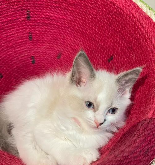 11月布偶猫的成长之旅（探秘布偶猫在11月份的大小变化）