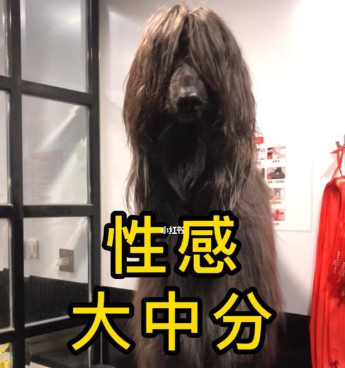 如何为你的阿富汗猎犬洗澡（宠物护理必知，步步为营）
