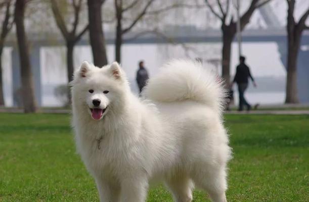夏季银狐犬易得日射病，如何预防？（宠物夏季防晒小技巧，养好我的狐犬）