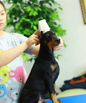 萌宠美容秘籍——杜宾犬的美容之道（15个步骤，让你的杜宾犬“美”起来！）