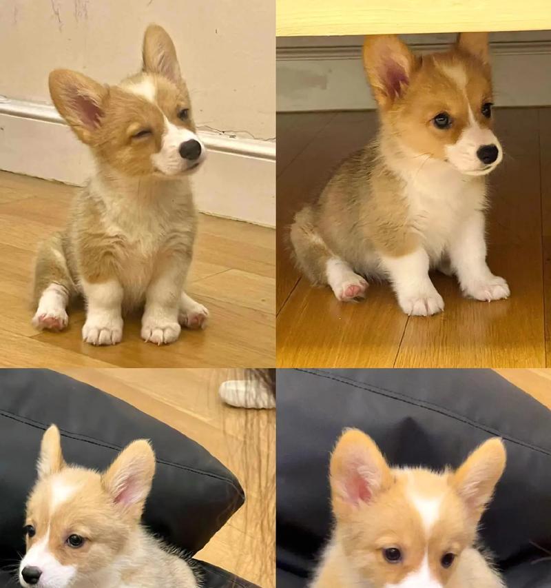 瑞典柯基犬的全面饲养指南（了解瑞典柯基犬的特点与饲养技巧）