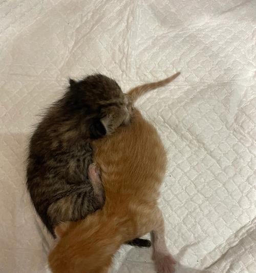 小猫未睁眼时的喂养方法（如何给未睁眼小猫提供营养均衡的奶源）