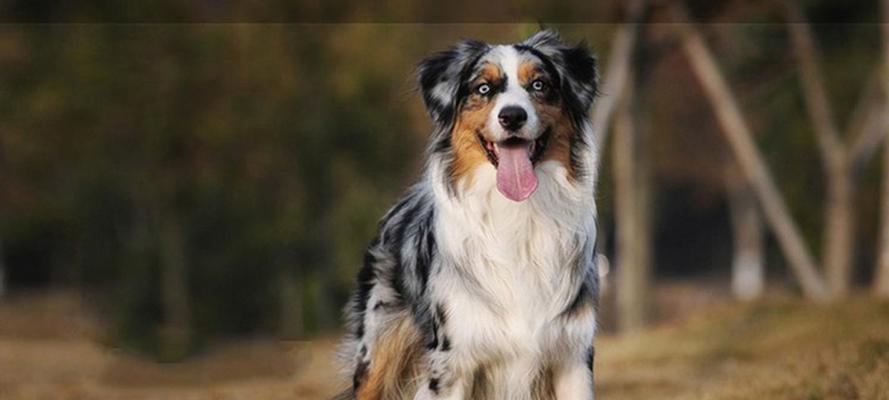 佛兰德牧牛犬的饲养方法（让你的爱犬健康成长）