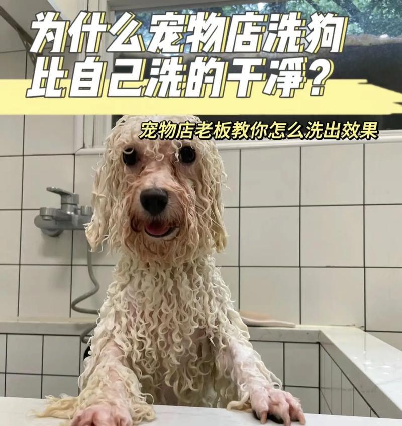 如何给比熊幼犬进行基本护理？（掌握这些关键技能，打造幸福萌宠生活）