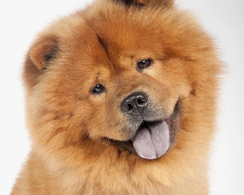 如何合理喂养你的松狮犬（打造健康活力的宠物生活）