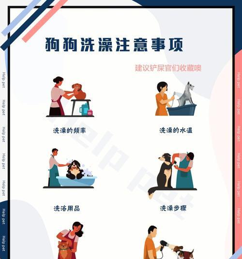 让你的吉娃娃洗个舒适的澡（以宠物为主，注意这些细节）