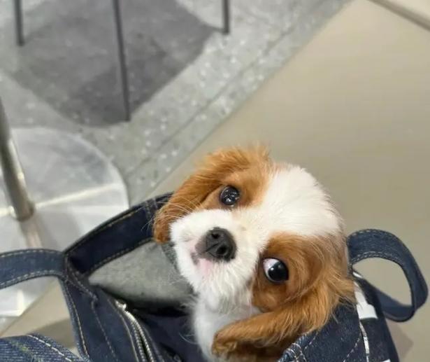 如何正确饲养查理士王小猎犬（宠物生活的关键）