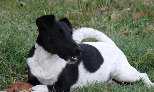 探究猎狐梗犬为何吃便便的原因（揭开狗狗为何如此行为的奥秘，了解解决方法）
