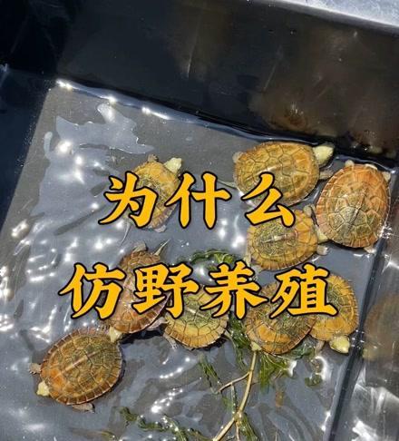 黄喉拟水龟的饲养方法（养殖技巧详解，让宠物龟龟健康成长）