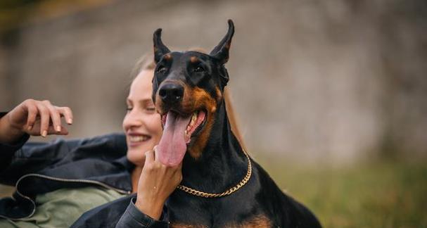 如何让你的杜宾犬更加美丽动人（如何让你的杜宾犬更加美丽动人）