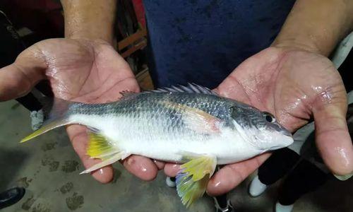 三角鲷的饲养方法（打造优美水族世界，提供健康环境）