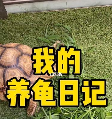 掌握苏卡达象龟的饲养方法（养宠不易，做好这些让苏卡达象龟健康快乐）