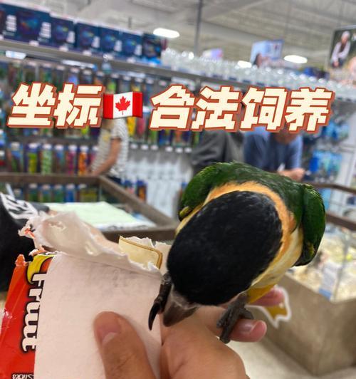 如何正确饲养黑头凯克鹦鹉（掌握关键技巧，让宠物健康成长）