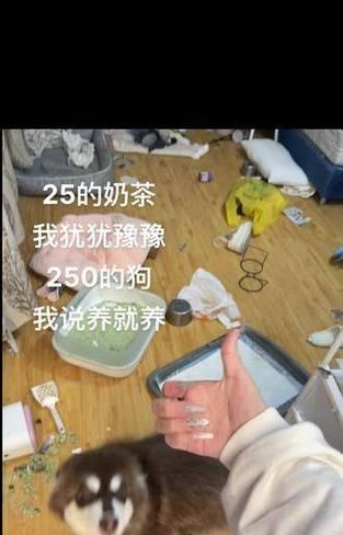 养护指南（了解阿拉斯加雪橇犬的生活习性，掌握饲养技巧）