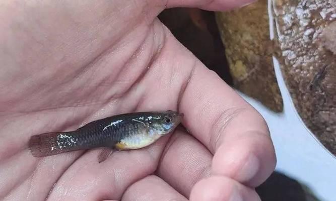 食蚊鱼的饲养方法（打造健康、愉悦的养鱼生活）