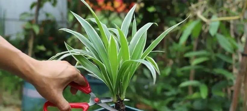 夏威夷吊宠物养殖指南（了解夏威夷吊的习性和饲养要点，让你的宠物健康成长）