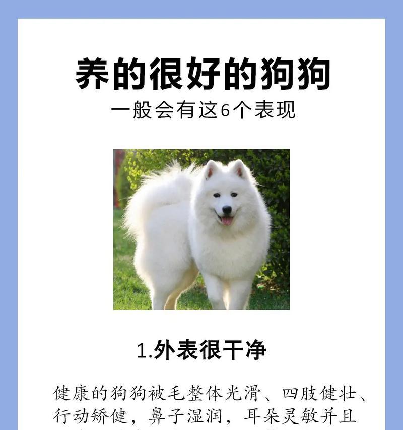 美系博美犬的饲养全攻略（打造快乐健康的小狗生活）