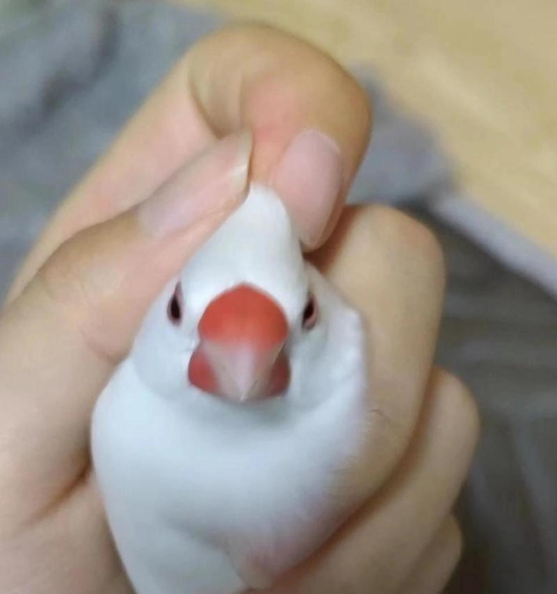 白文鸟的饲养方法详解（宠物白文鸟的养护、喂食、生长及繁殖）