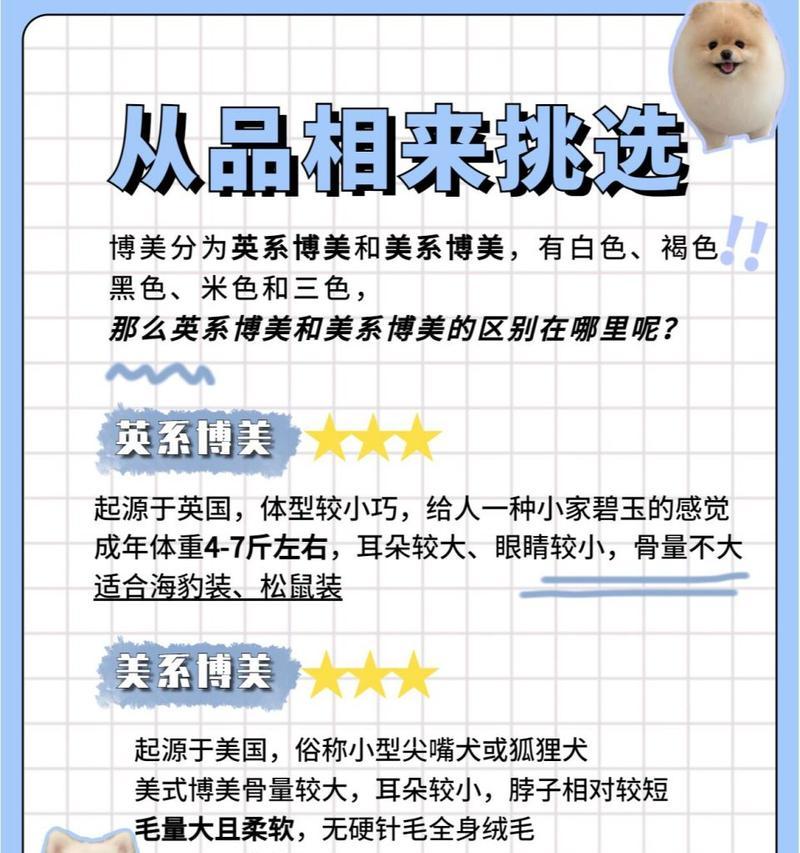 如何正确饲养美系博美犬（宠物饲养攻略）