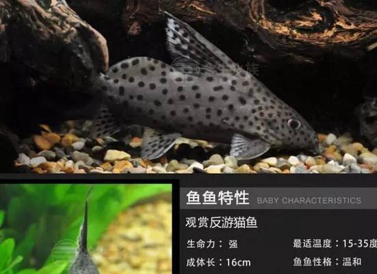 反游猫饲养秘籍（从基础知识到高级技巧，让你成为反游猫饲养专家）