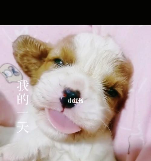 探寻查理士王小猎犬的饲养方法（了解如何养护这一可爱的品种，让你的宠物健康成长）