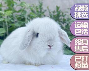 费斯垂耳兔的饲养全攻略（宠爱之道，让您的费斯垂耳兔健康成长）