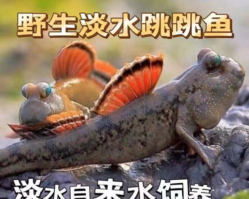 大弹涂鱼饲养指南（养护、繁殖、饲料、水质、疾病防治等全方位教你打造完美鱼缸）
