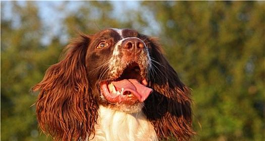 英国史宾格猎犬的养护与饲养方法（打造快乐健康的宠物生活）