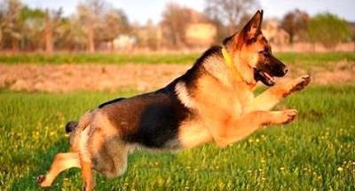 比特犬的饲养方法（打造健康快乐的比特犬生活）