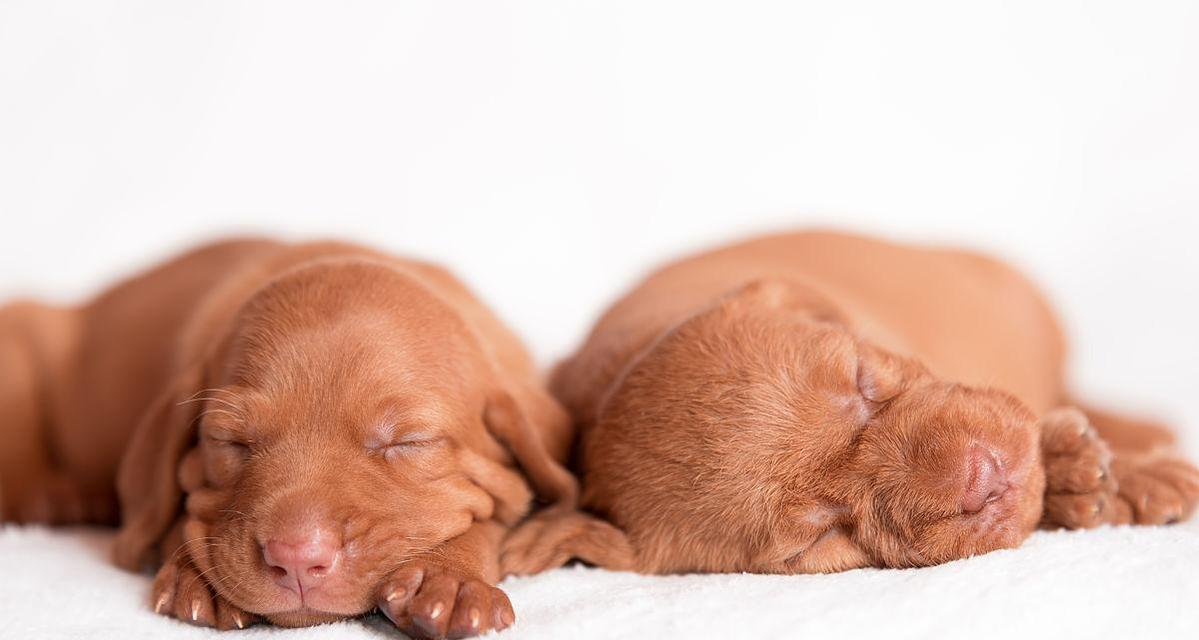 维兹拉犬的饲养方法（打造健康快乐的维兹拉犬生活）