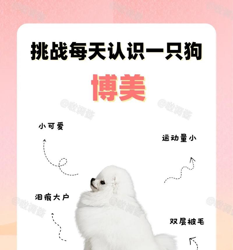 如何正确饲养美系博美犬（详细了解美系博美犬的饲养方法，做好宠物的全方位护理）