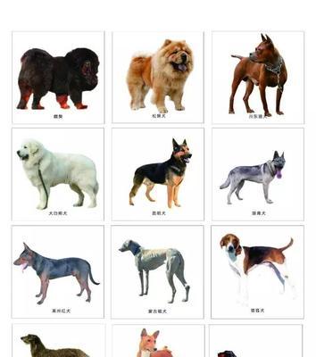 高加索犬的饲养指南（从繁殖到训练，如何养育一只健康的高加索犬）