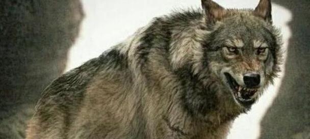 欧亚大陆犬的养护指南（了解欧亚大陆犬的特点和养护方法，让你的宠物健康成长）