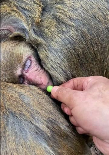 猕猴饲养指南——建立健康亲密的宠物关系（——猕猴饲养）