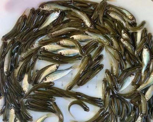 以食蚊鱼为宠的饲养方法详解（养一群食蚊鱼让你摆脱蚊虫困扰）