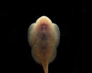 如何科学饲养反游猫？（从饲养环境到饮食习惯，让你的反游猫健康成长！）