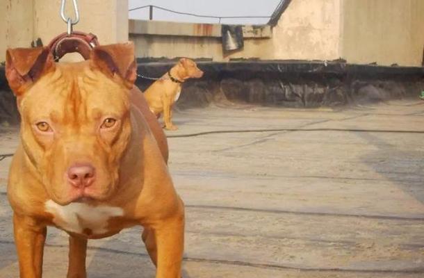 比特犬的饲养方法（了解比特犬，让它健康快乐成长）