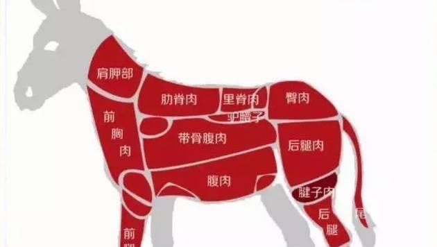 华北鼢鼠饲养方法详解（科学养殖关键在于细节把握）
